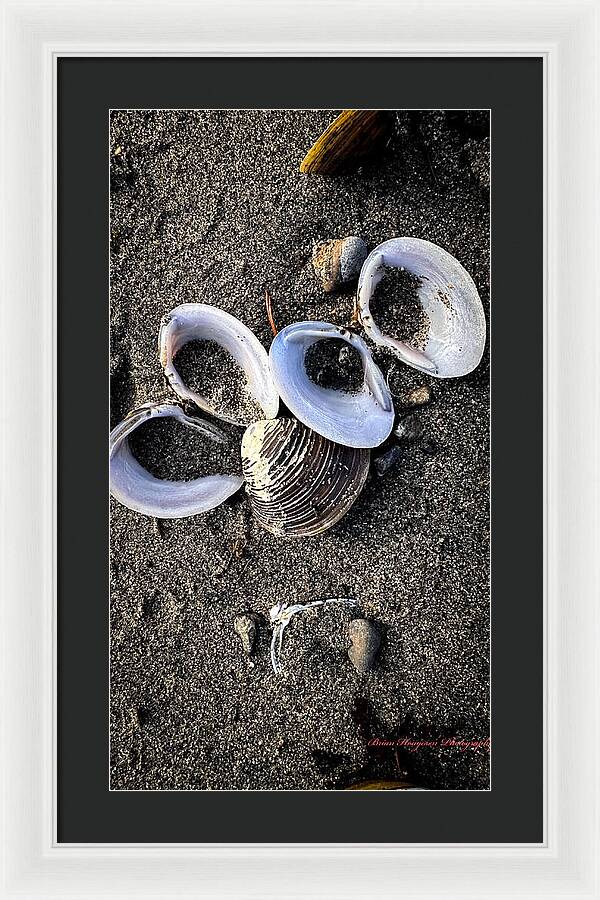 Seashells 6 - Framed Print
