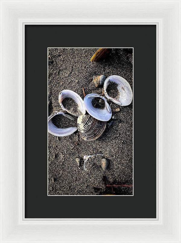 Seashells 6 - Framed Print