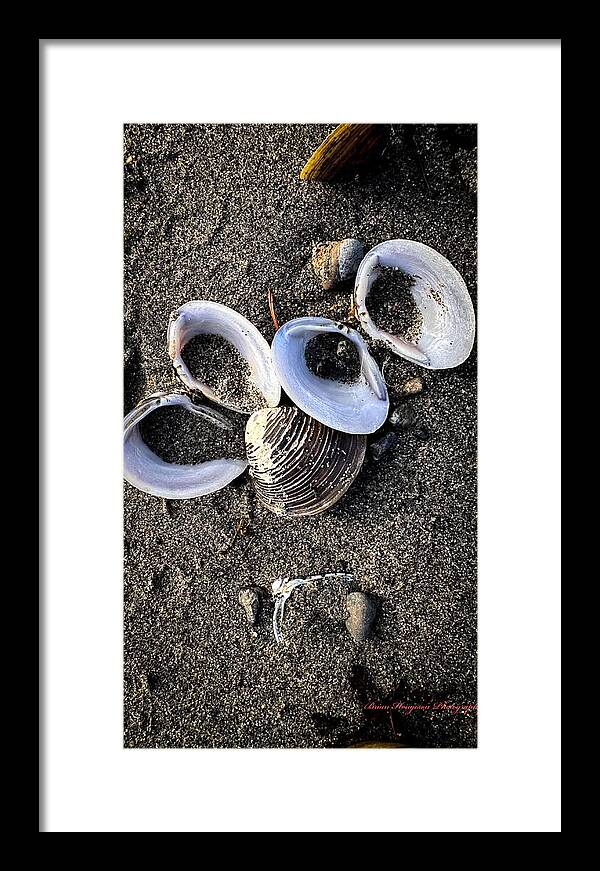 Seashells 6 - Framed Print