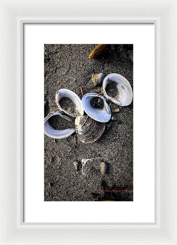 Seashells 6 - Framed Print