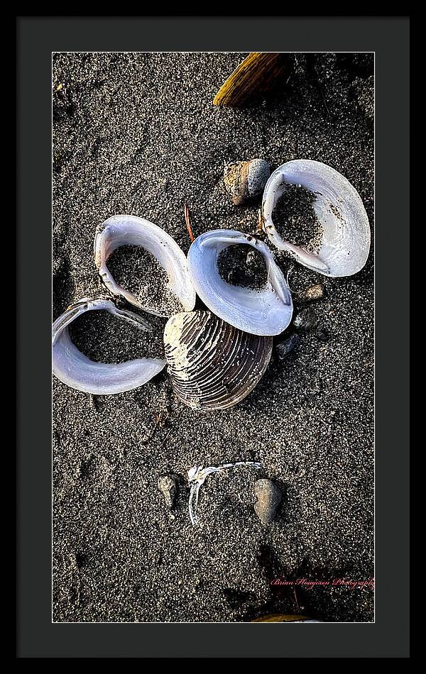 Seashells 6 - Framed Print