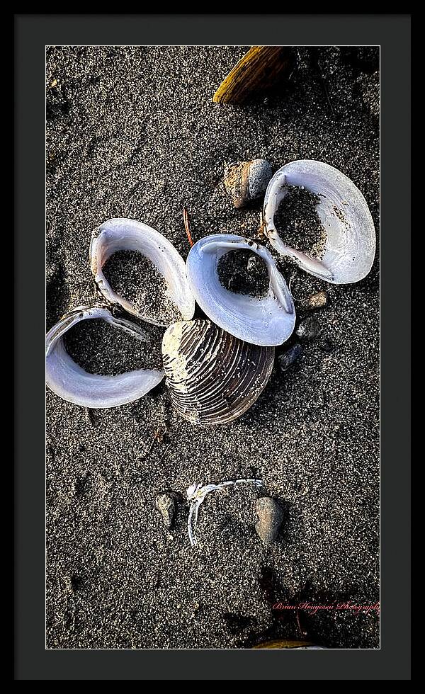 Seashells 6 - Framed Print