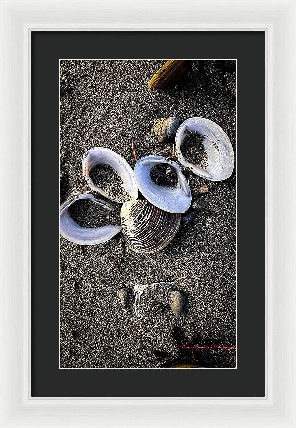 Seashells 6 - Framed Print