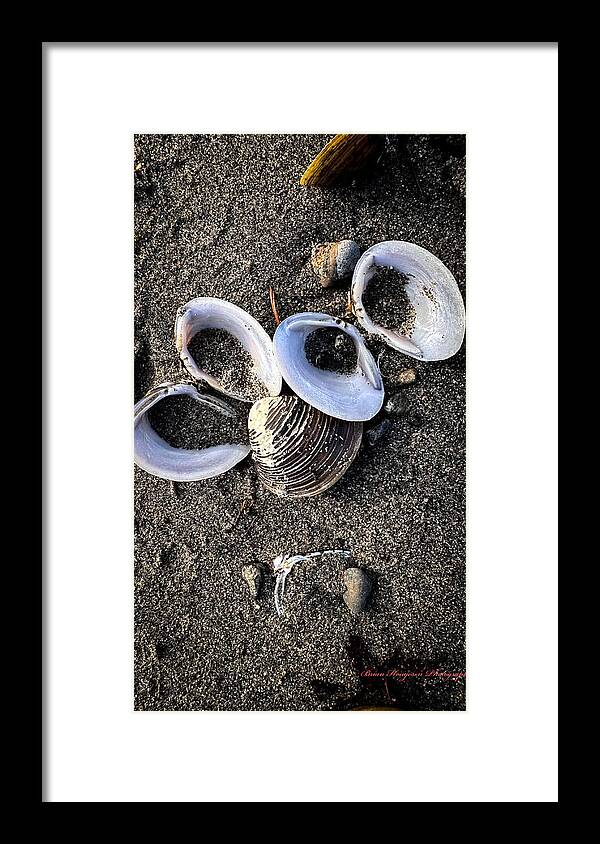 Seashells 6 - Framed Print