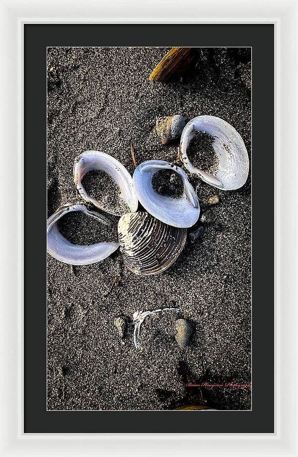 Seashells 6 - Framed Print