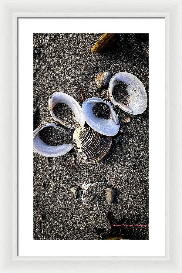 Seashells 6 - Framed Print