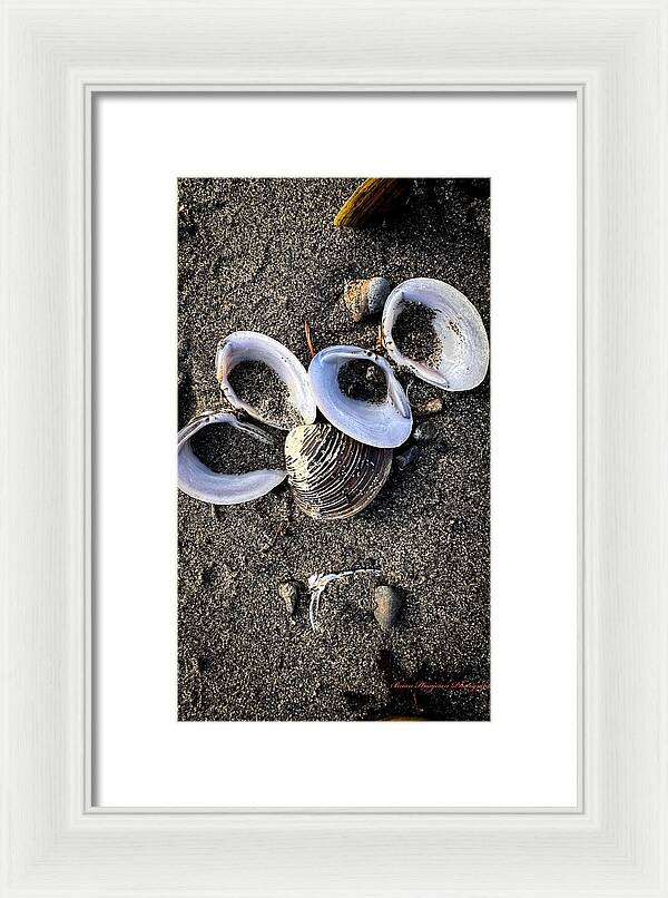 Seashells 6 - Framed Print