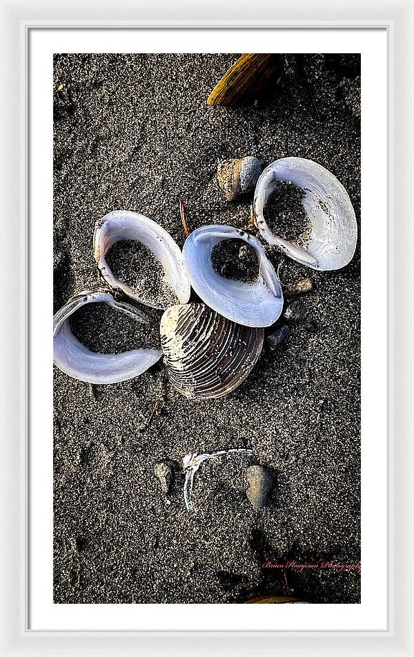 Seashells 6 - Framed Print