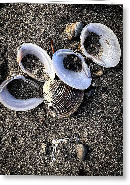 Seashells 6 - Greeting Card