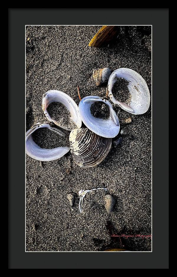 Seashells 6 - Framed Print