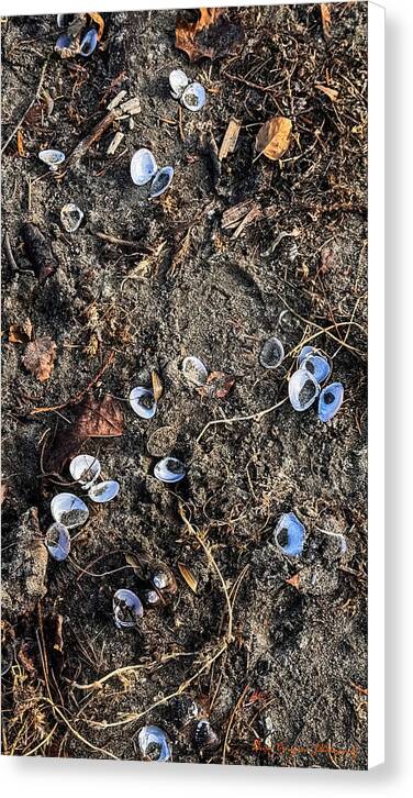 Seashells on the beach - Canvas Print