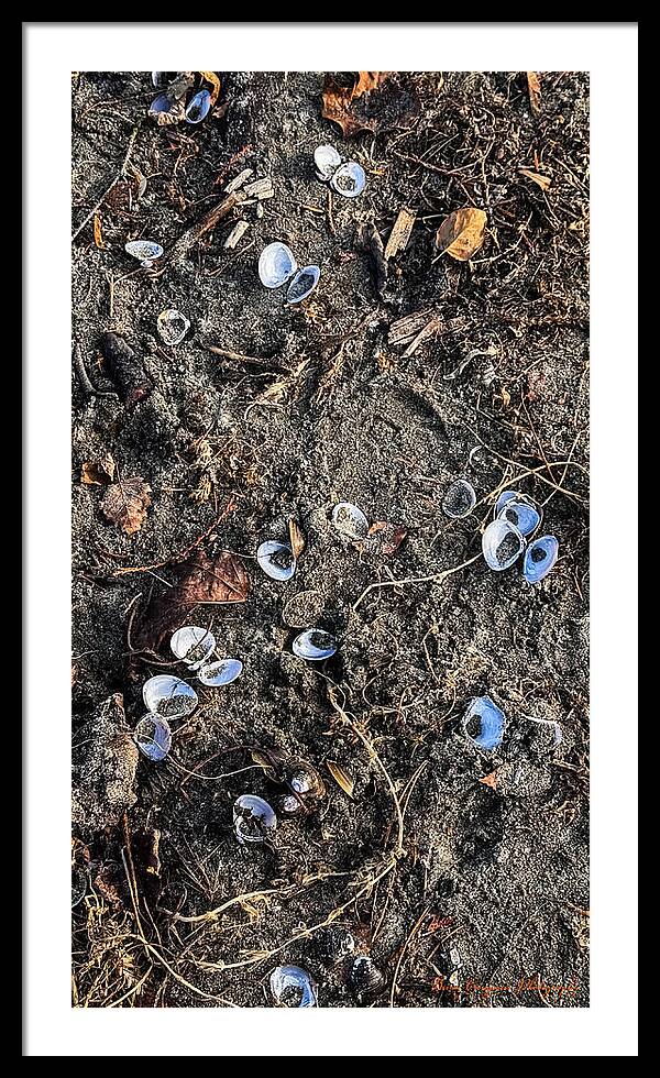 Seashells on the beach - Framed Print
