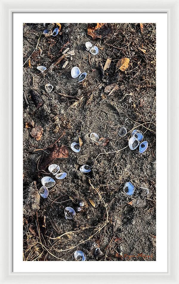 Seashells on the beach - Framed Print