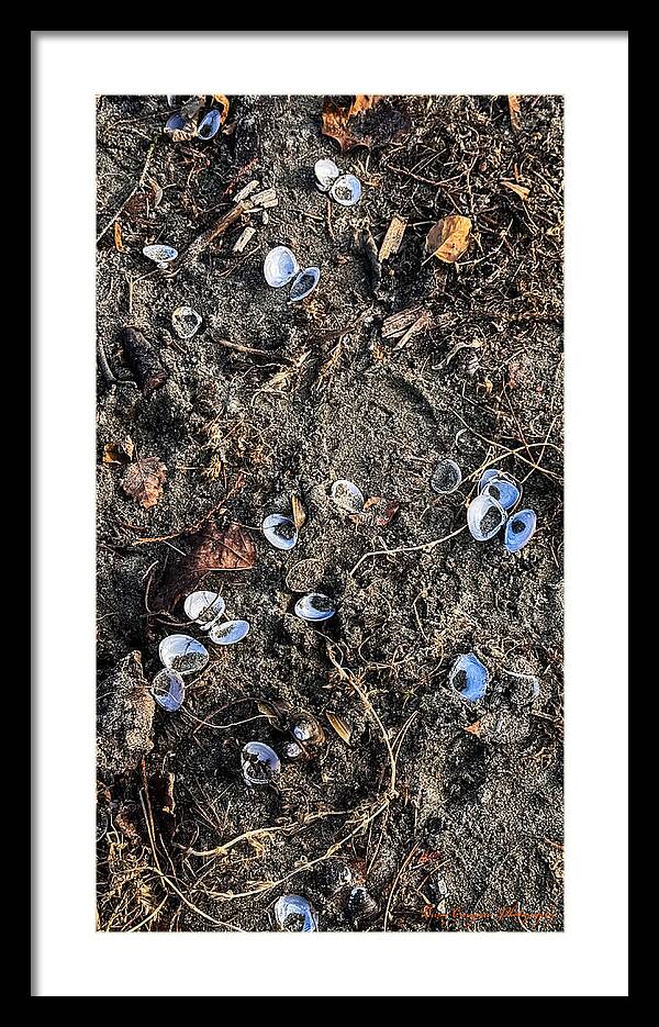 Seashells on the beach - Framed Print
