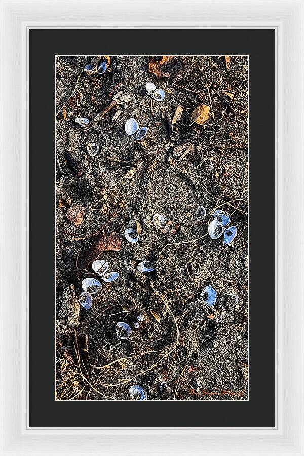 Seashells on the beach - Framed Print