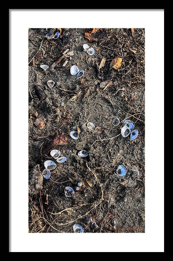 Seashells on the beach - Framed Print