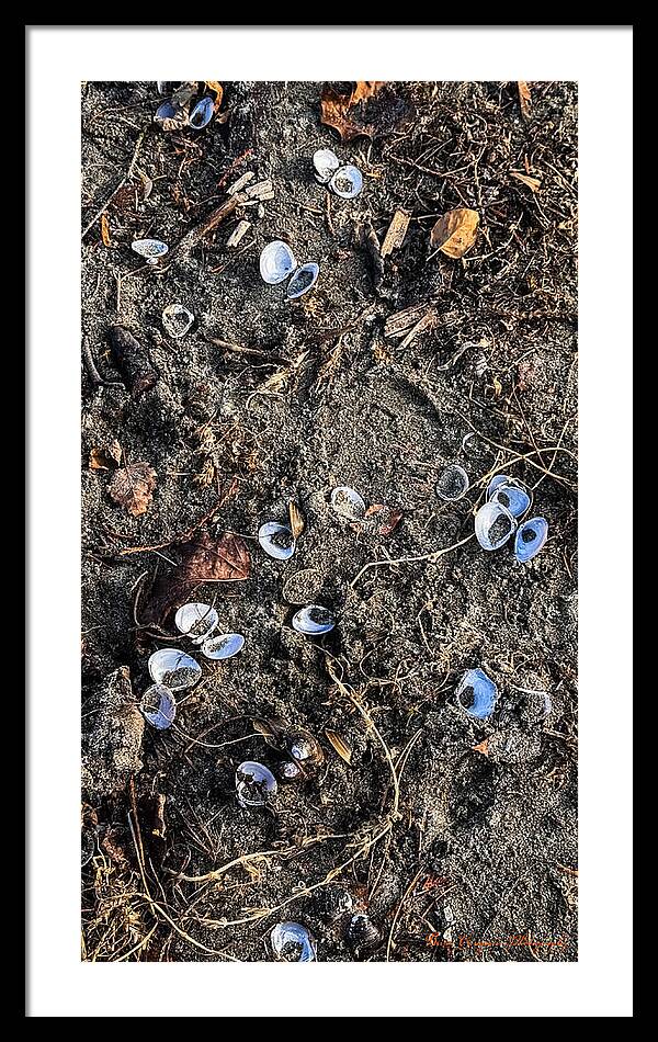 Seashells on the beach - Framed Print