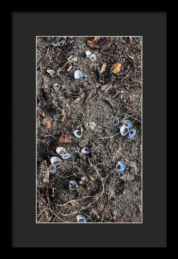 Seashells on the beach - Framed Print