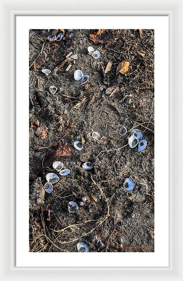 Seashells on the beach - Framed Print