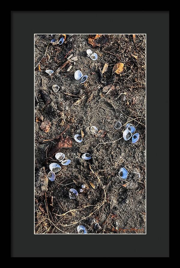 Seashells on the beach - Framed Print