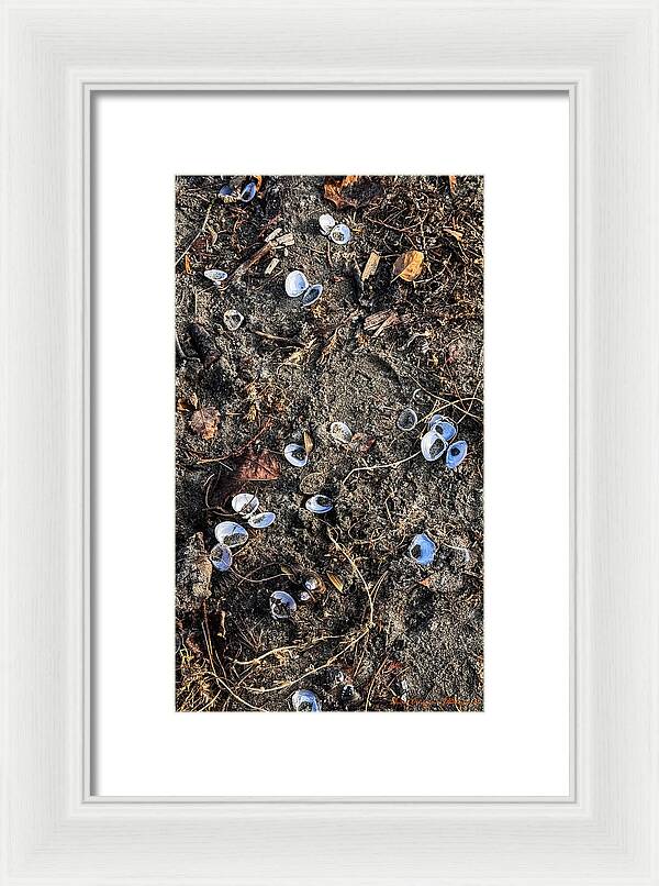 Seashells on the beach - Framed Print