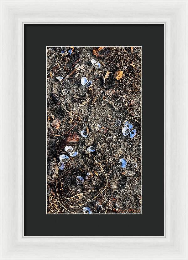Seashells on the beach - Framed Print