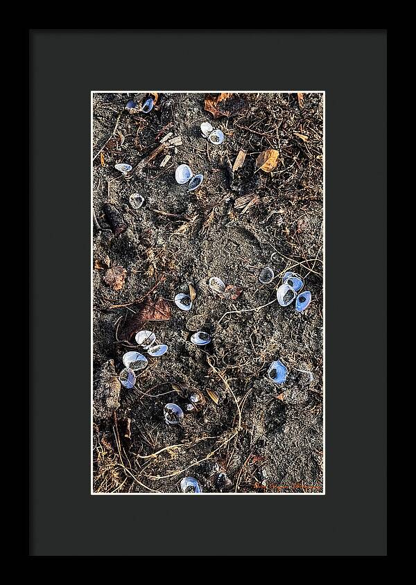 Seashells on the beach - Framed Print