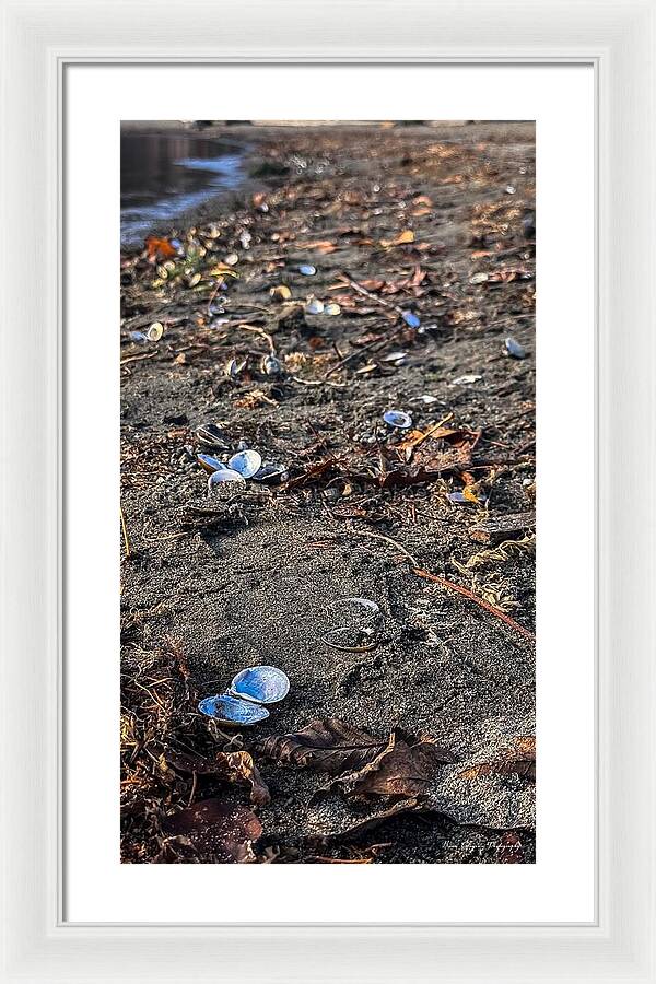 Seashells on the shoreline - Framed Print
