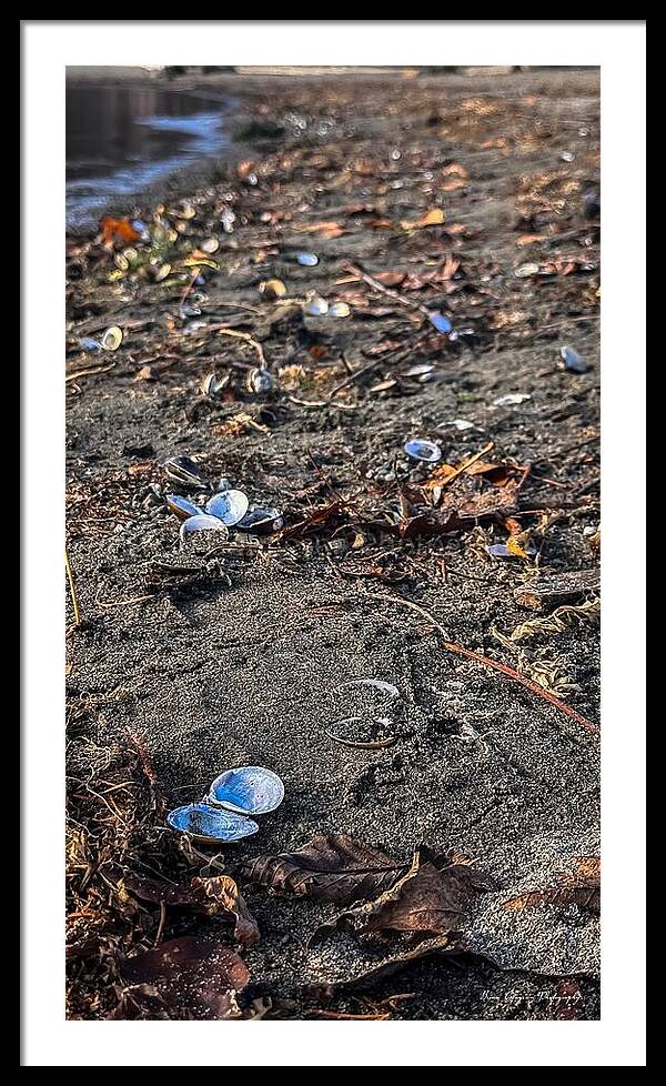 Seashells on the shoreline - Framed Print