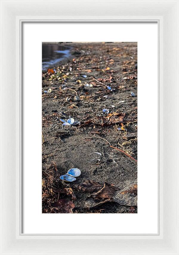 Seashells on the shoreline - Framed Print