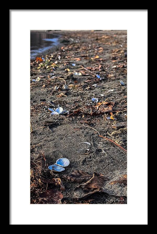 Seashells on the shoreline - Framed Print