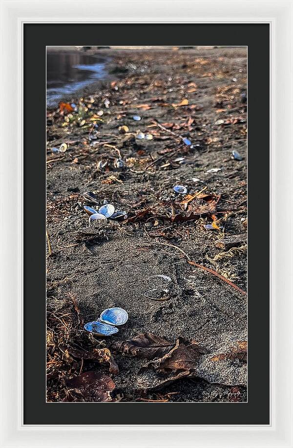 Seashells on the shoreline - Framed Print