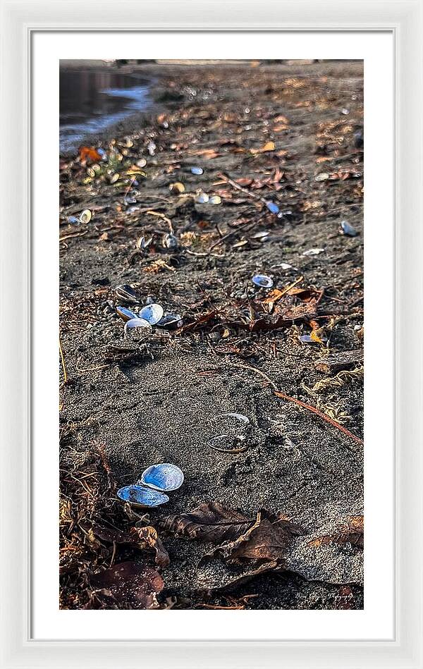 Seashells on the shoreline - Framed Print