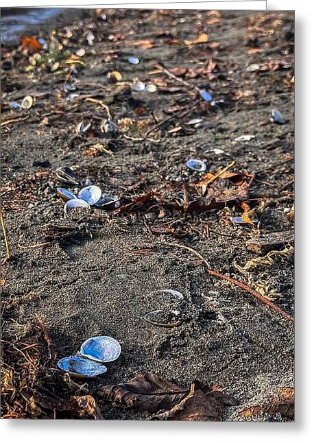 Seashells on the shoreline - Greeting Card
