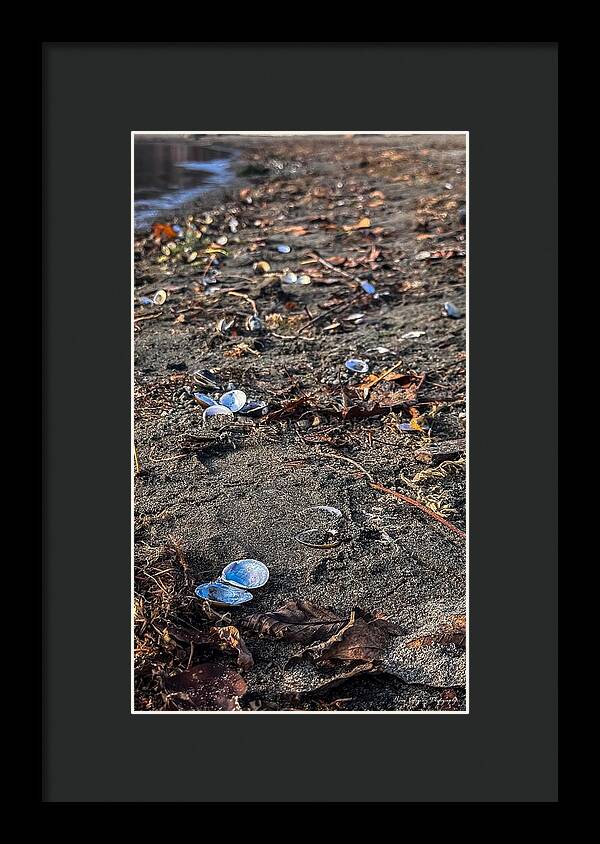 Seashells on the shoreline - Framed Print
