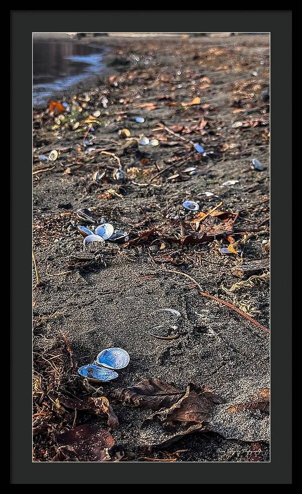 Seashells on the shoreline - Framed Print