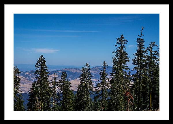 Threw the trees - Framed Print