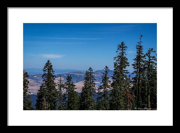 Threw the trees - Framed Print