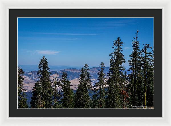 Threw the trees - Framed Print