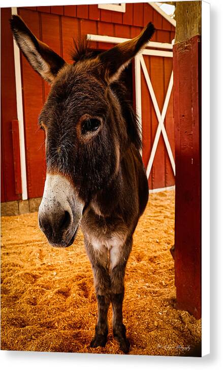 Who are you looking at - Canvas Print