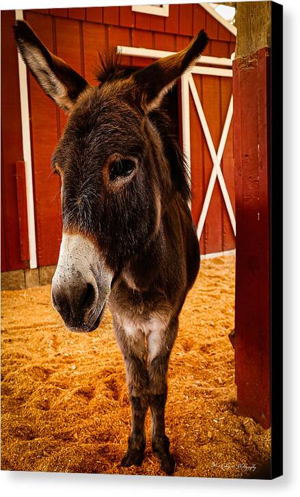 Who are you looking at - Canvas Print