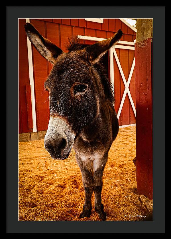 Who are you looking at - Framed Print