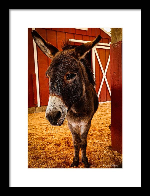 Who are you looking at - Framed Print