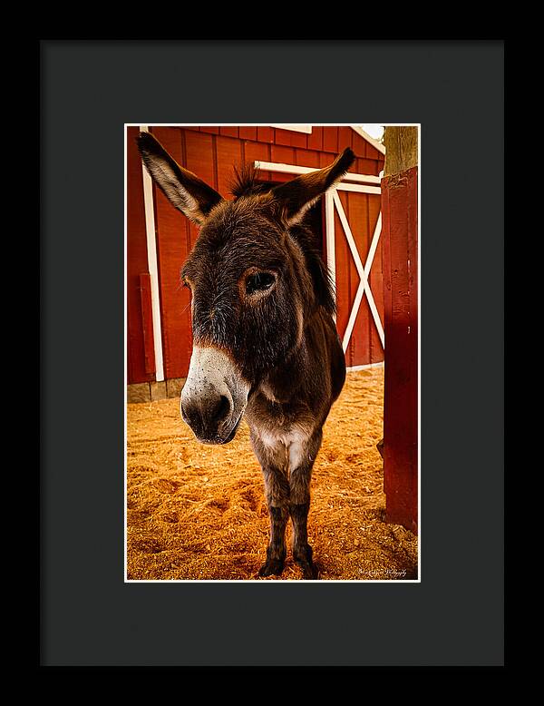 Who are you looking at - Framed Print