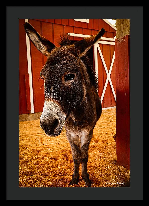 Who are you looking at - Framed Print