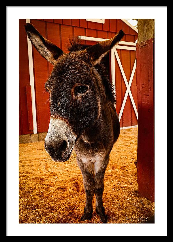 Who are you looking at - Framed Print