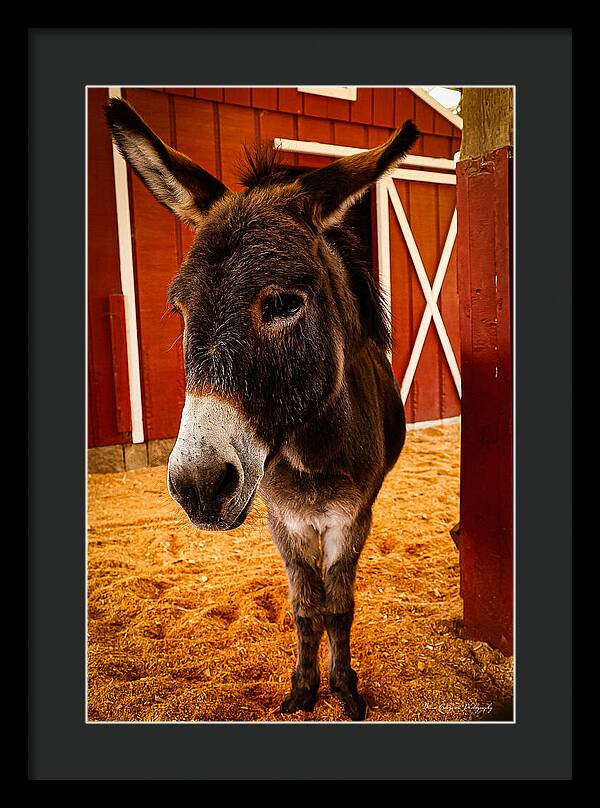Who are you looking at - Framed Print
