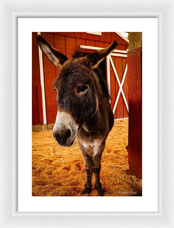 Who are you looking at - Framed Print