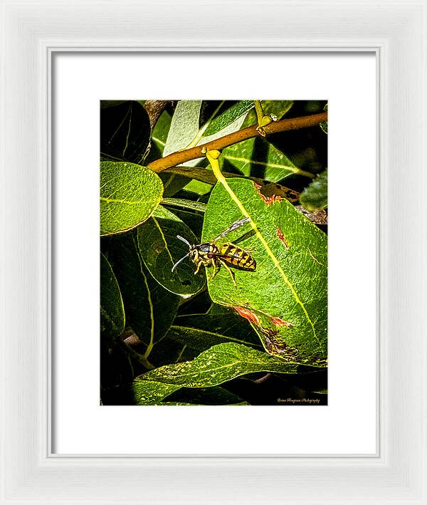 Yellow jacket - Framed Print