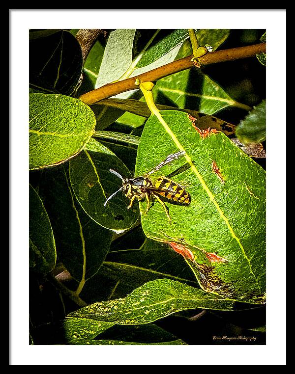 Yellow jacket - Framed Print